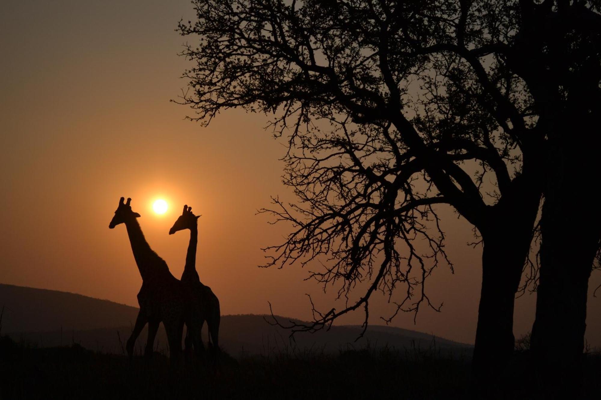 Leopard Mountain Safari Lodge Manyoni Private Game Reserve Luaran gambar