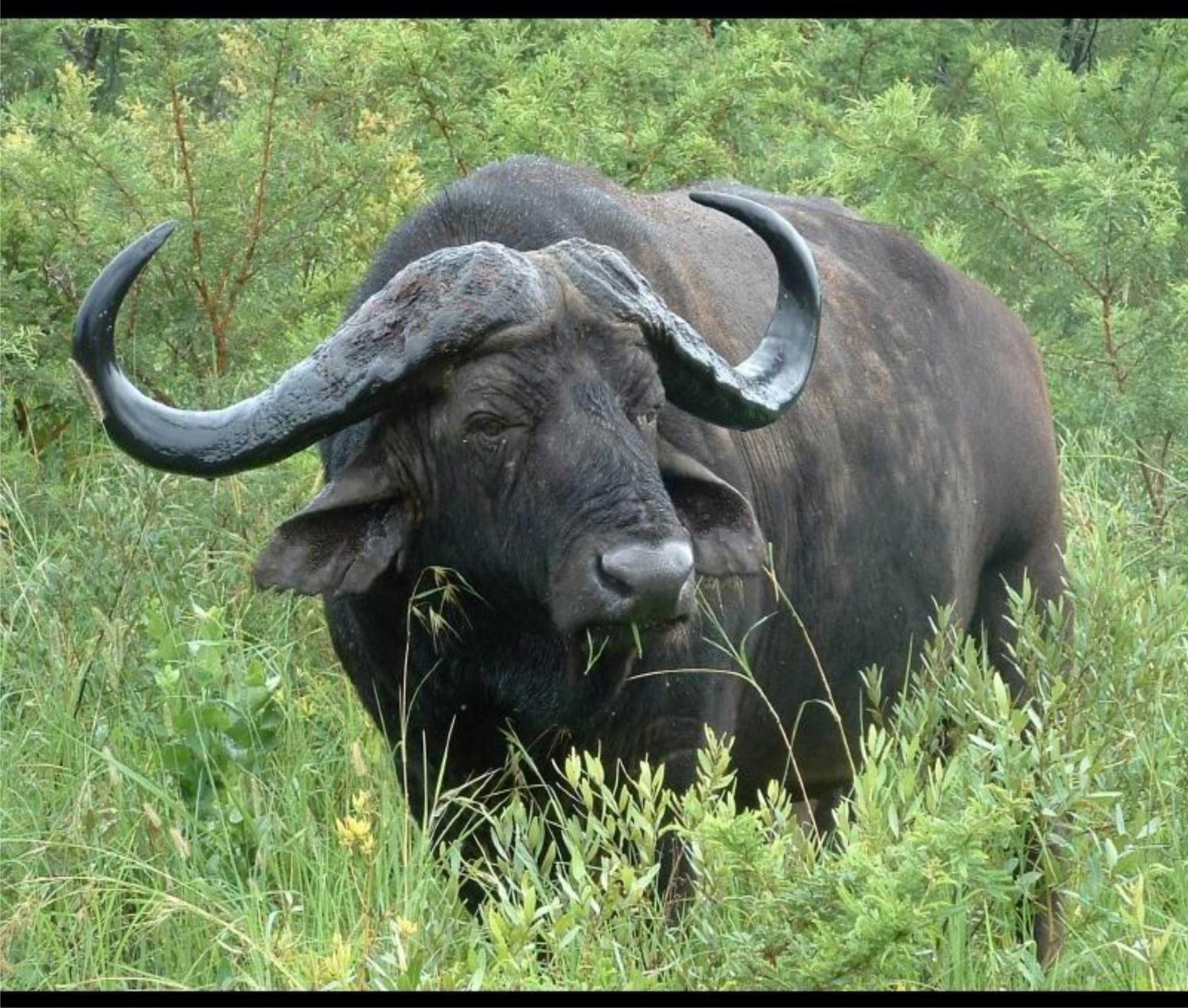 Leopard Mountain Safari Lodge Manyoni Private Game Reserve Luaran gambar