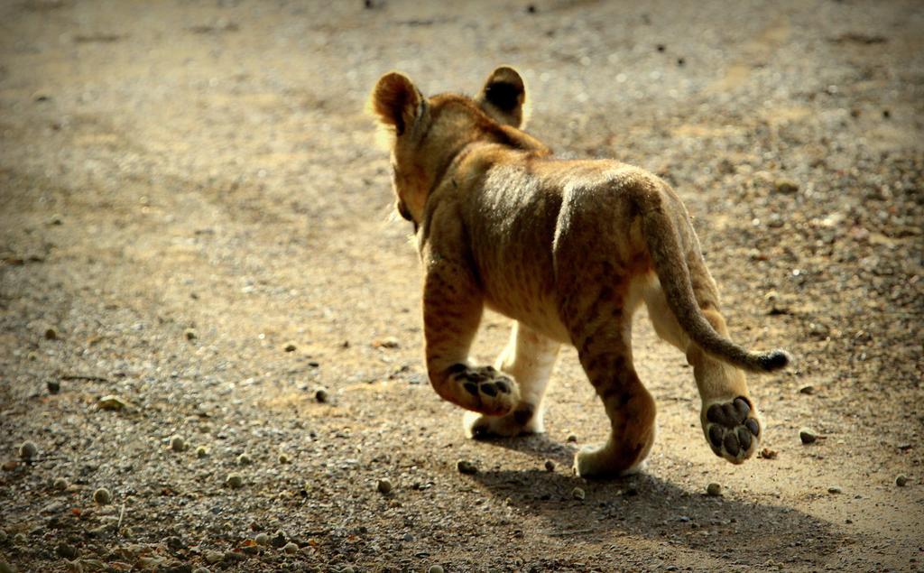Leopard Mountain Safari Lodge Manyoni Private Game Reserve Luaran gambar