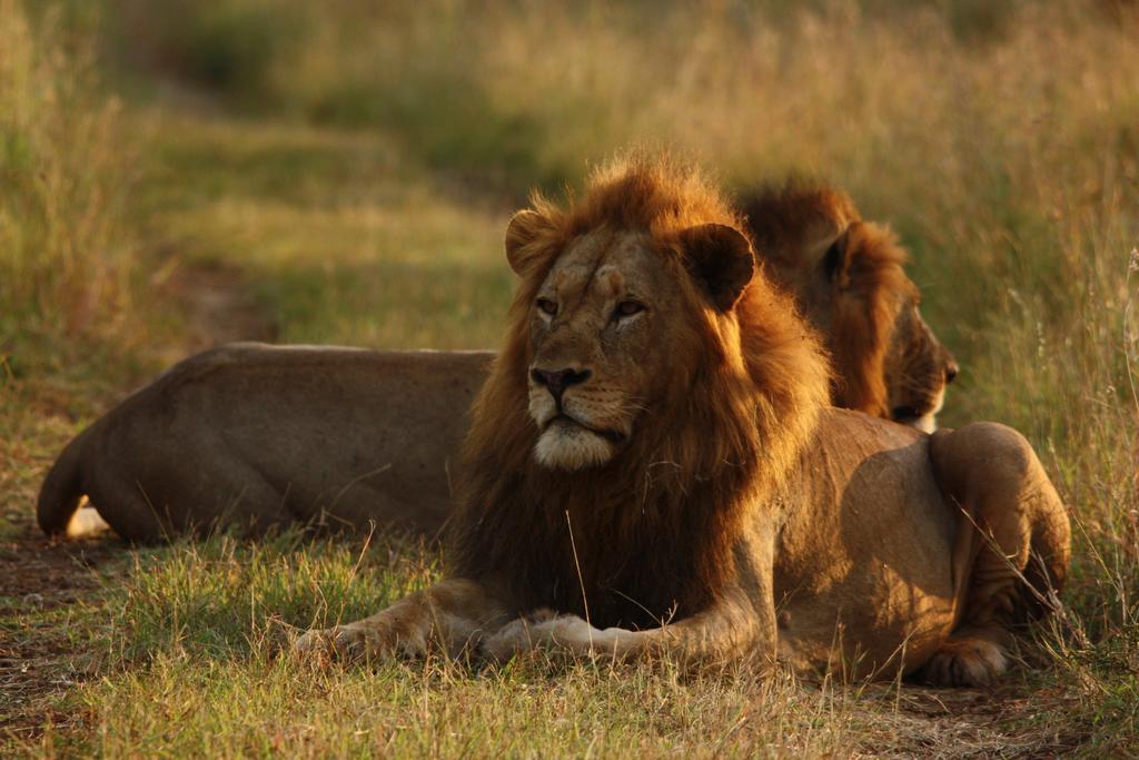 Leopard Mountain Safari Lodge Manyoni Private Game Reserve Luaran gambar