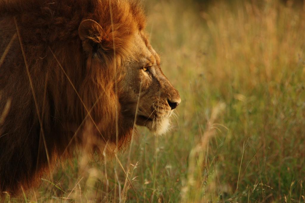 Leopard Mountain Safari Lodge Manyoni Private Game Reserve Luaran gambar