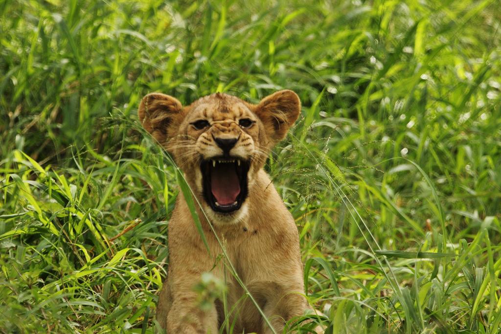 Leopard Mountain Safari Lodge Manyoni Private Game Reserve Luaran gambar