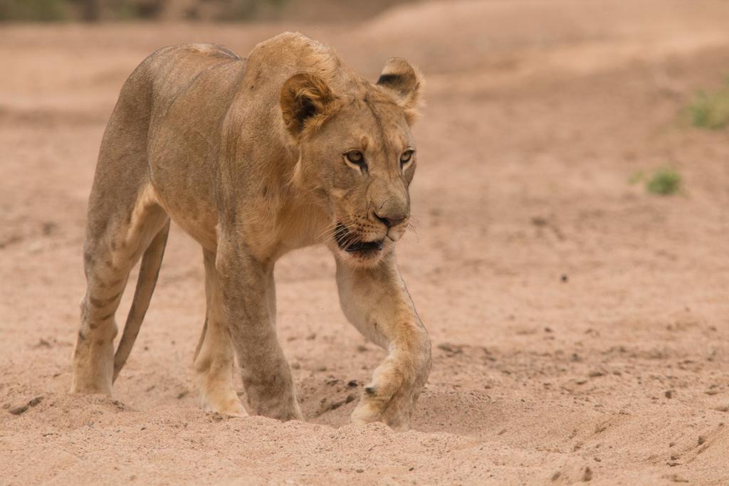 Leopard Mountain Safari Lodge Manyoni Private Game Reserve Luaran gambar