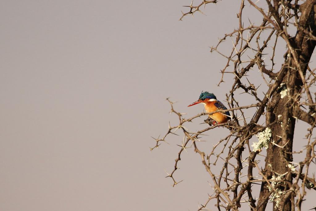 Leopard Mountain Safari Lodge Manyoni Private Game Reserve Luaran gambar